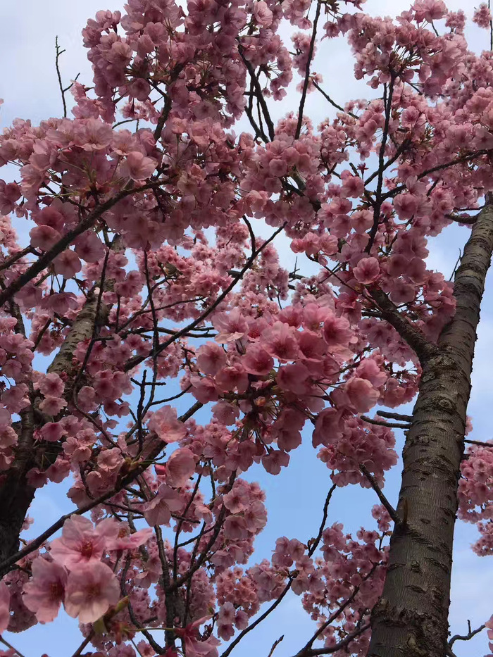 花开之处，便是故地  第14张