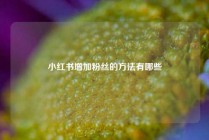 小红书增加粉丝的方法有哪些